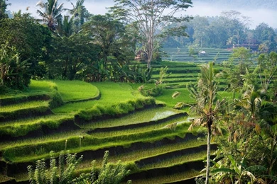 Bali Beautiful Nature 02