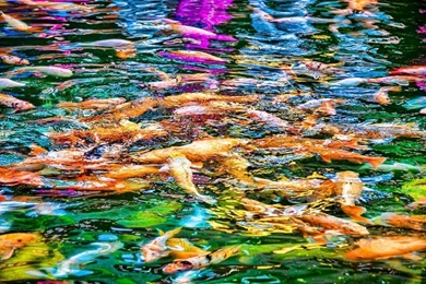 Free Backgrounds Wallpapers ~ Bali Koi, Bali, Indonesia