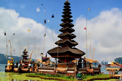 English Cat: Bali Wallpapers