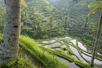 Terraced Rice Paddies / Ubud Area / Bali / Indonesia Wallpapers ...