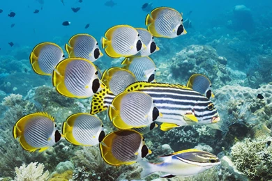 Eyepatch Butterflyfish, Bali, Indonesia >> HD Wallpaper, Get It Now!