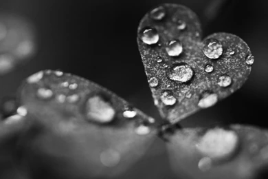 Big water drops on the heart leaf Grey HD wallpaper_1920x1200.jpg