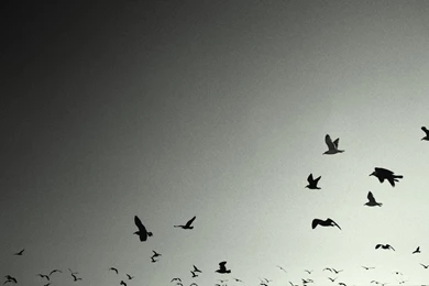 Birds Grey Crows Desktop Hd Wallpapers Wallpapers IN Desktop