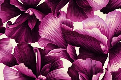 HD Flower Illustrations Design   Floral Patterns   Floral ...