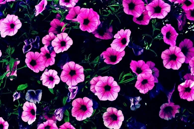 Floral Purple Wallpapers   Desktop Backgrounds