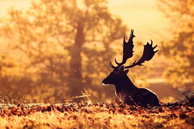 HD Quality Deer Wallpapers   SiWallpapers 24350