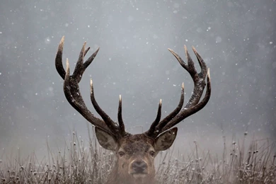 Deer Wallpapers   Wallpapernine.com