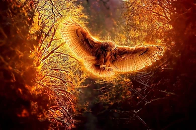 542 Owl HD Wallpapers