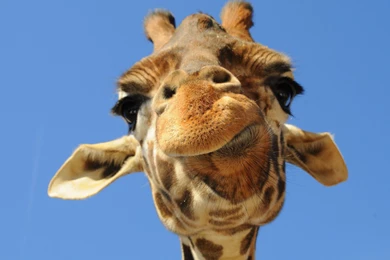 Cute Animal Wallpapers, Puffy, Pet Images, High Resolution ...