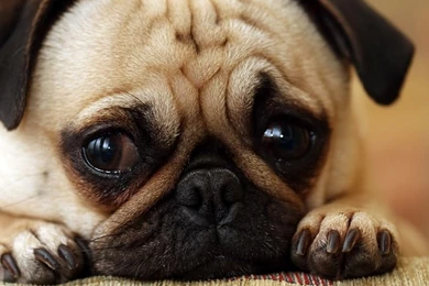 Cute Animal Wallpapers, Puffy, Pet Images, Best Friends, High ...