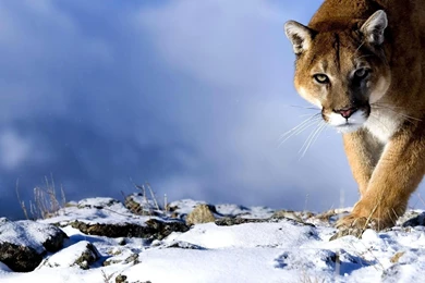Cougar Animal Wallpapers   Wallmanage.com
