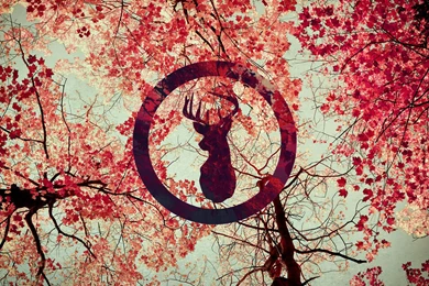 Silhouette Of A Deer On A Backgrounds Of Autumn Leaves Wallpapers ...