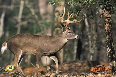 Free Deer Wallpapers   HD Wallpapers Lovely