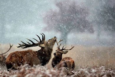 Amazing Deer Animal On Snowfall Wallpapers Back