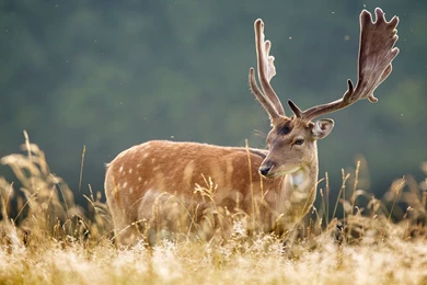 Download Wallpapers 3840x2400 Deer, Spotted, Animal, Grass Ultra HD ...