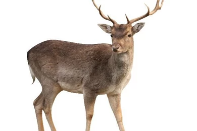 Buck Deer In White Backgrounds   Deer Facts And Information