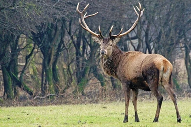 HD Quality Deer Photo Wallpapers   SiWallpapers 24425