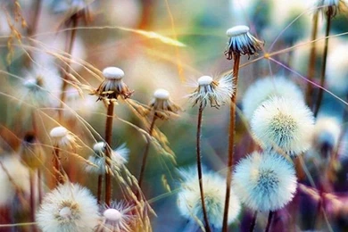 30+ Nature Wallpapers For iPhone