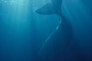 iPhone 4 Nature Wallpapers Set 2