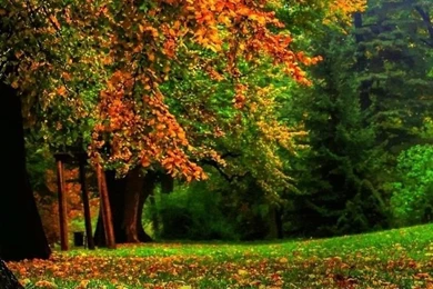 Amazing Iphone Nature Wallpaper Backgrounds Hd