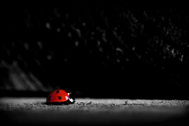 Ladybug Desktop Wallpapers