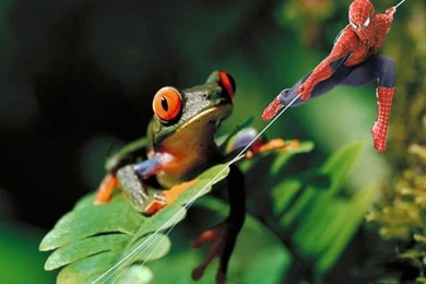 Funny Wallpapers Download_hd Wallpaper_download Free Wallpapers