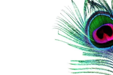 Peacock Feather Wallpapers