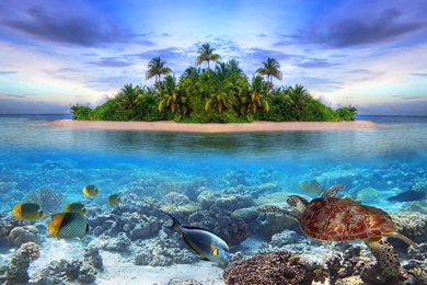 Underwater Wallpapers 3391 High Definition Backgrounds Full Size ...