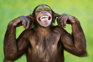 Funny Monkey Wallpapers