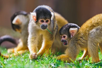 Monkeys Drawings Face   Wallpaper.