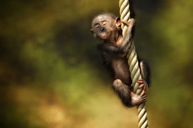 HD Quality Monkey Baby Full HD Wallpapers   SiWallpapers 26635