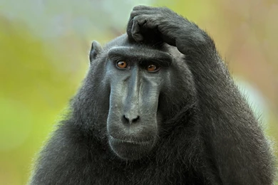 Funny Monkey Meme   Wallpaper.