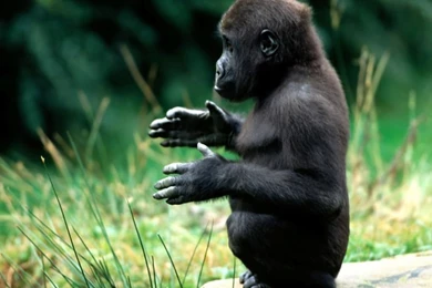 Top Wallpapers Download Monkey Hd Images For Pinterest