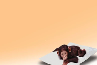 Free Cartoon Monkey Backgrounds For PowerPoint   Cartoons PPT ...