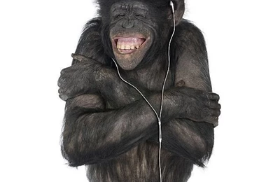 Life On White: Belgian Team Photograph Animals On White ...