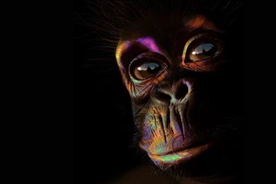 Monkey Computer Wallpapers, Desktop Backgrounds