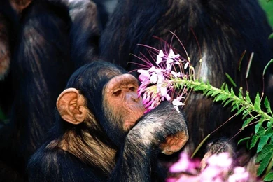 Desktop Wallpapers · Gallery · Animals · Chimpanzees Monkey
