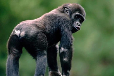 Monkey Wallpapers Hd   Free Android Application   Createapk.com