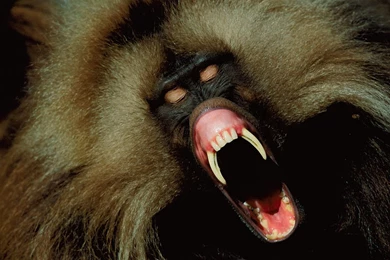 Monkey Computer Wallpapers, Desktop Backgrounds