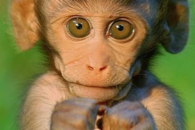 Funny Monkey Wallpapers