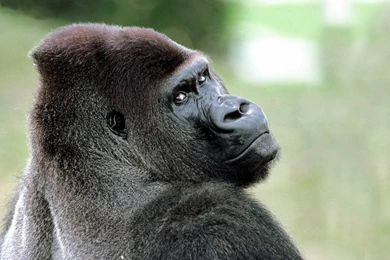 Monkey Wallpapers Hd   Free Android Application   Createapk.com