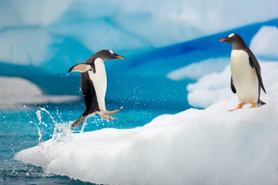 Download Wallpapers 3840x2400 Penguins, Couple, Snow, Ice, Arctic ...