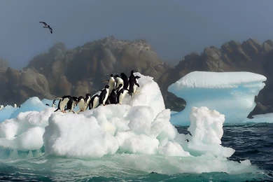 Download Wallpapers 3840x2160 Penguins, Birds, Jump, Snow, Water ...