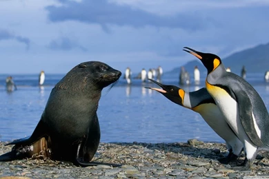 Two King Penguins And A Seal, Antarctica HD Desktop Wallpapers ...