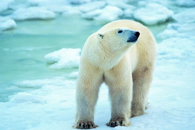 Download Wallpapers 3840x2160 Polar Bear, Snow, Walk, Antarctica 4K ...