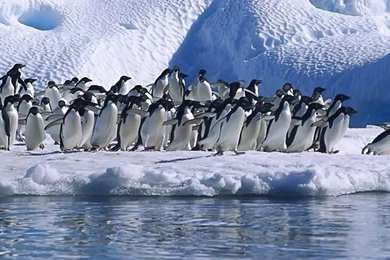 Download Wallpapers 3840x1200 Penguins, Flock, Jump, Ice, Snow ...