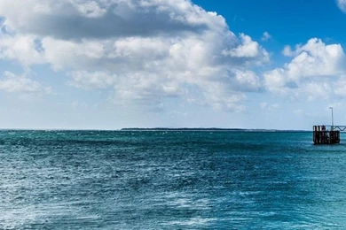 Nature iPhone 6 Plus Wallpapers   Light Green Tree Grass ...