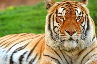 Free Obtain HD Wallpapers Of Tigers   HD Images New