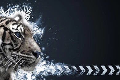 Tiger HD Animal Wallpapers