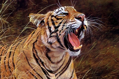 HD Wallpapers 1080p Tiger 4.jpg